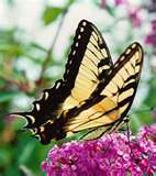 swallowtail butterfly